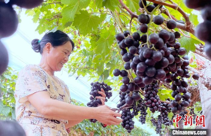 葡萄地里双丰收 湖南农民让土地持续“生金”