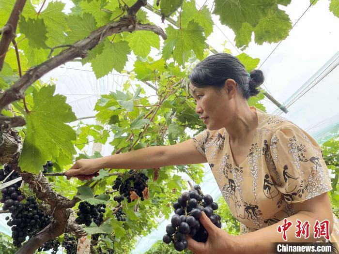 视频致富种植香瓜怎么做_种植香瓜视视频_致富经香瓜种植视频