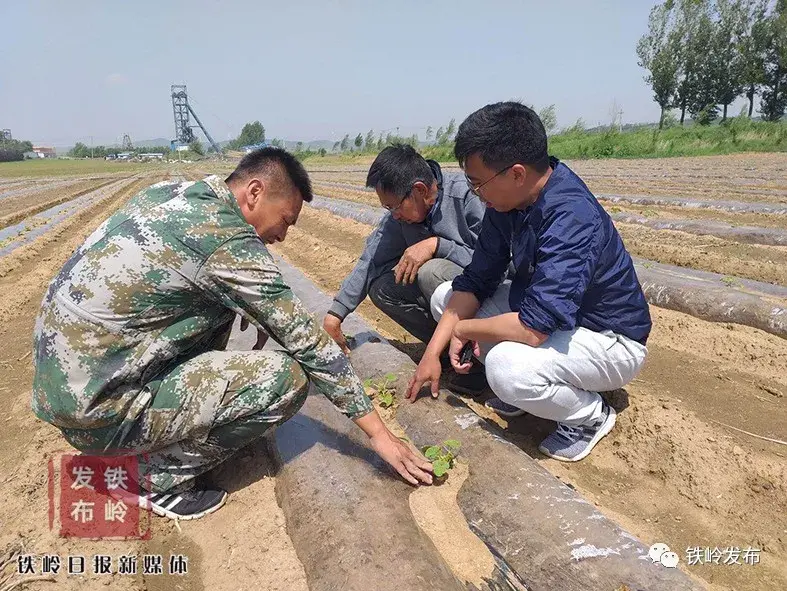 致富经香瓜种植视频_视频致富种植香瓜怎么做_视频致富种植香瓜是骗局吗