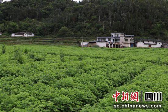 四川凉山会东：“两项资金”助村民种出“致富草”