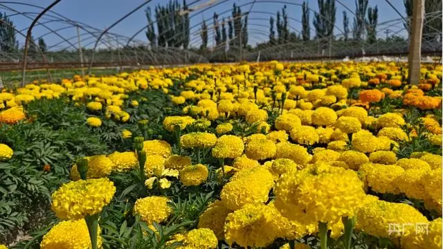 花卉大棚种植技术规程_花卉大棚设施_花卉大棚种植技术