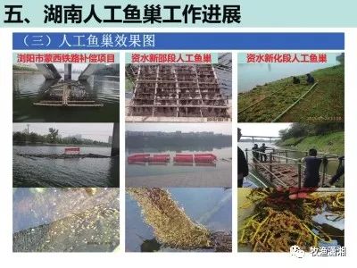 鱼的淡水养殖技术_淡水鱼养殖技术全集_淡水养殖鱼技术视频