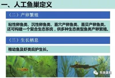 淡水鱼养殖技术全集_淡水养殖鱼技术视频_鱼的淡水养殖技术