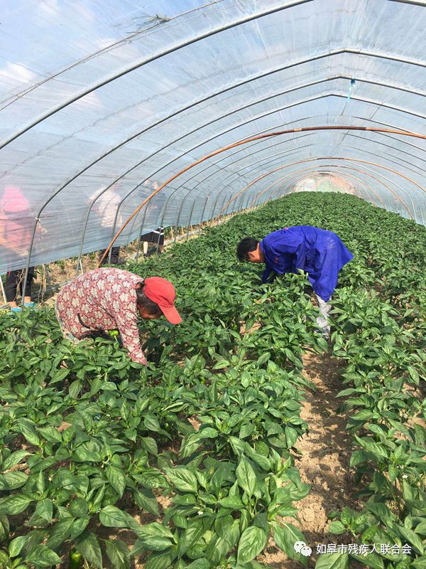 南通蔬菜种植基地_南通种植什么致富_南通种植什么农作物