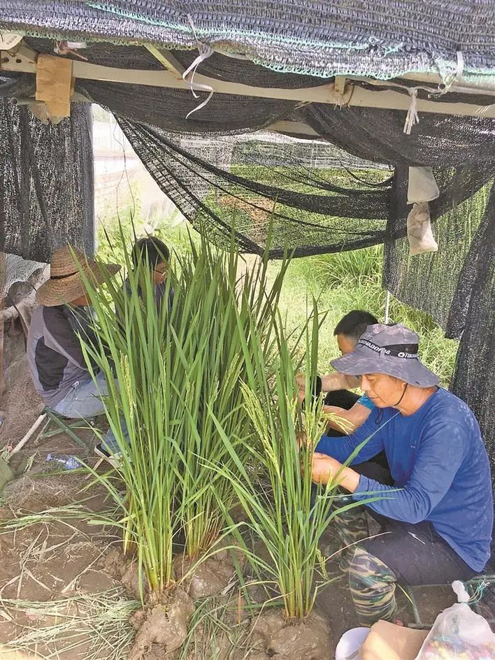 致富种地种植项目介绍_种地种植致富项目_农村致富项目种植