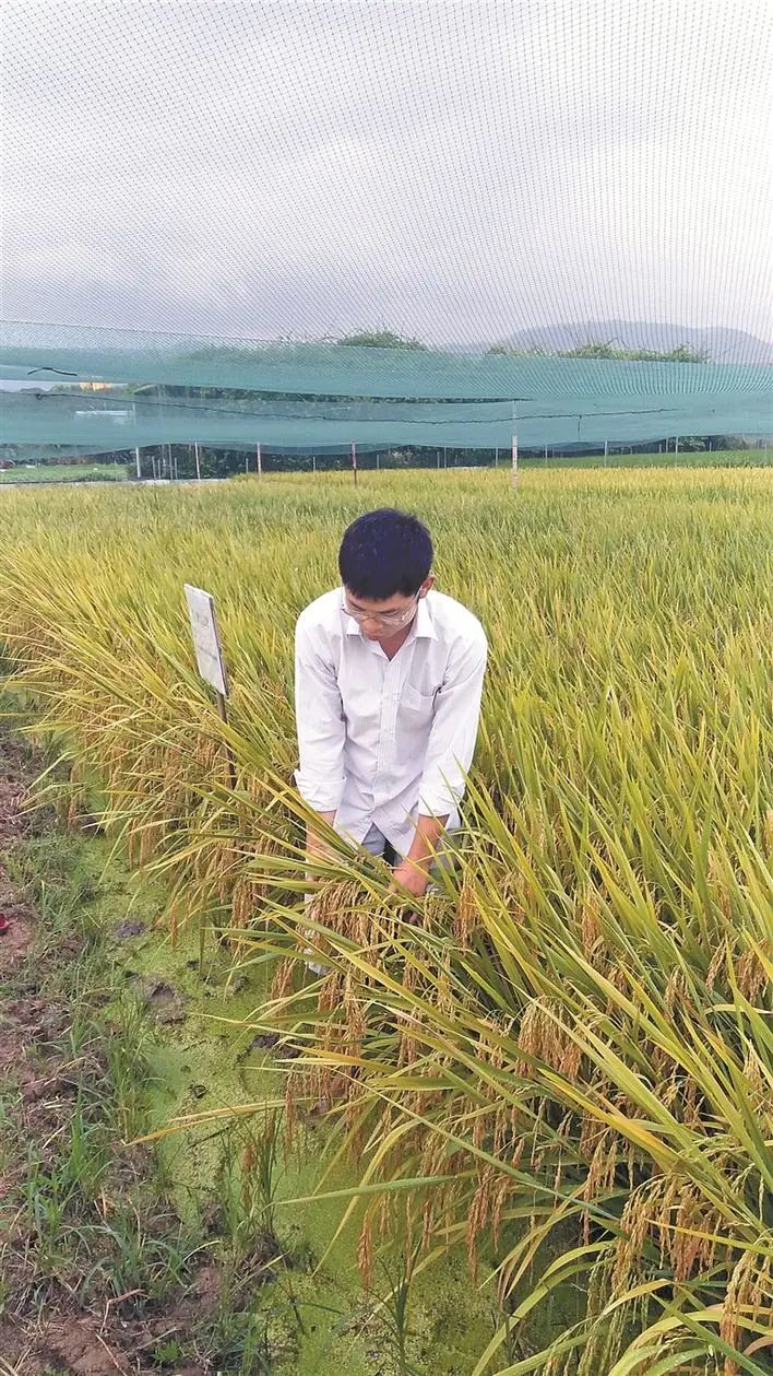 致富种地种植项目介绍_种地种植致富项目_农村致富项目种植