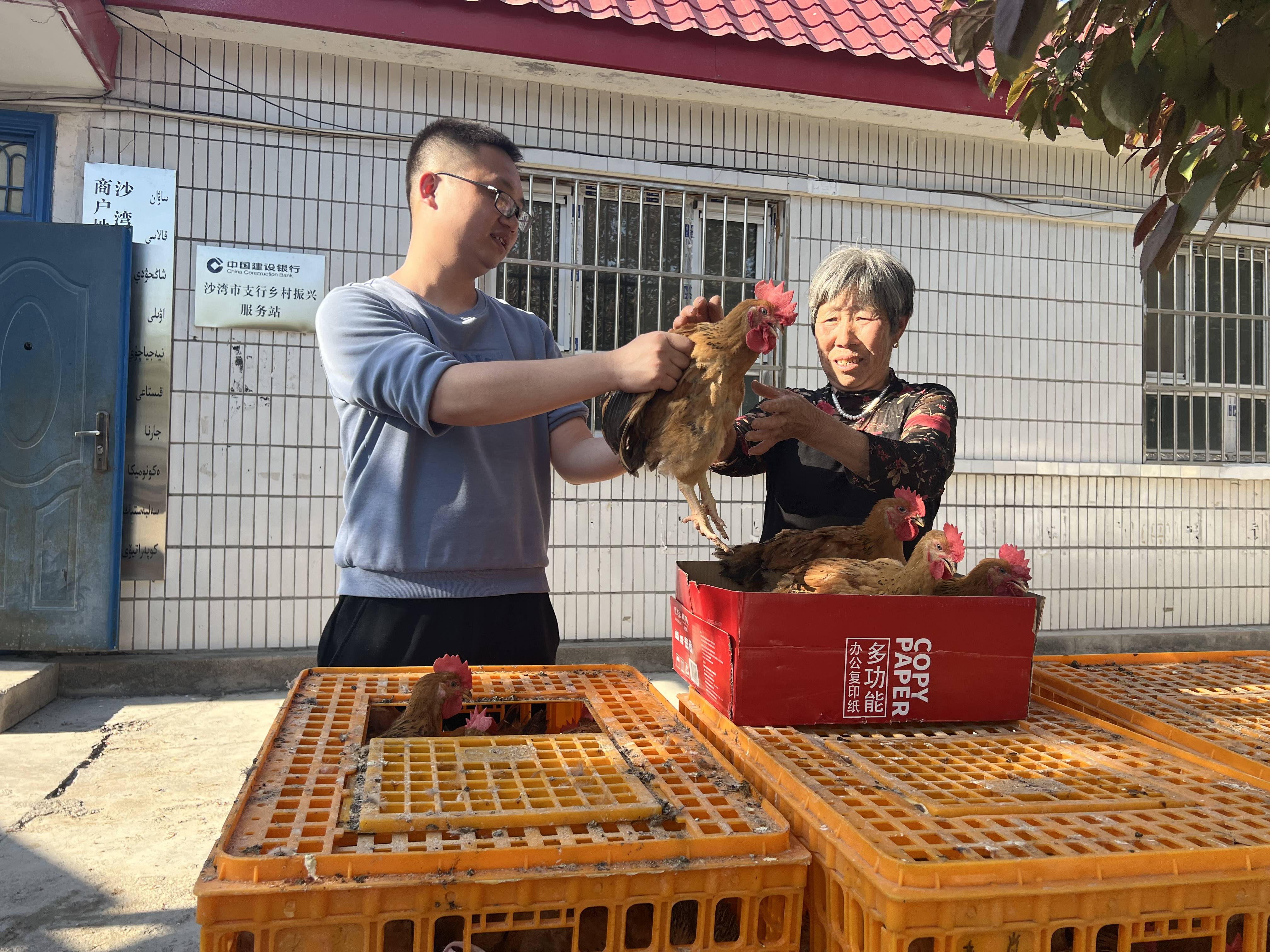 致富鸡养殖创意_养殖鸡致富经视频_农村创业项目致富养鸡