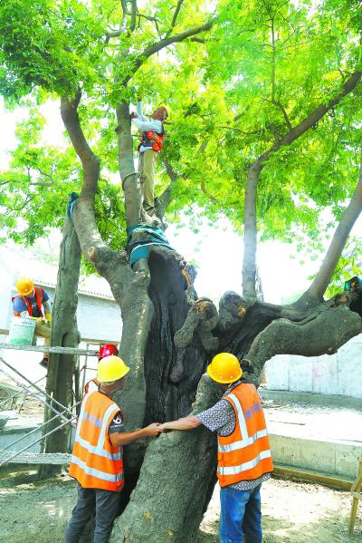 丰台复壮300年古皂荚树