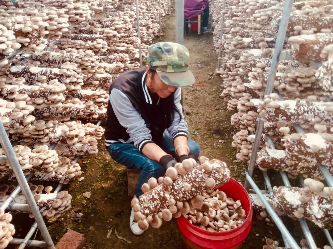 致富经食用菌_致富经食用菌创业视频_致富经食用菌种植