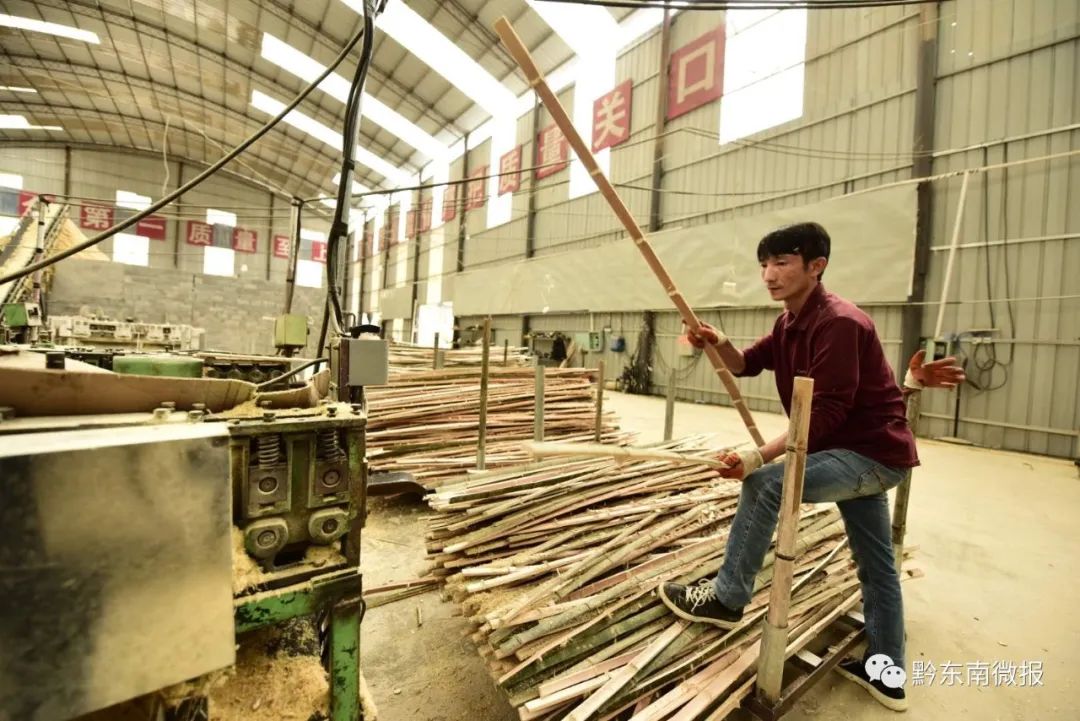 贵州胡蜂养殖技术_贵州养蜂视频_贵州养殖技术胡蜂基地在哪