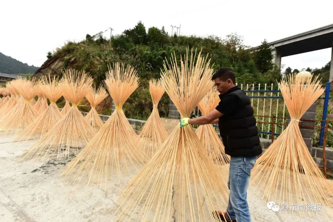 贵州胡蜂养殖技术_贵州养殖技术胡蜂基地在哪_贵州养蜂视频