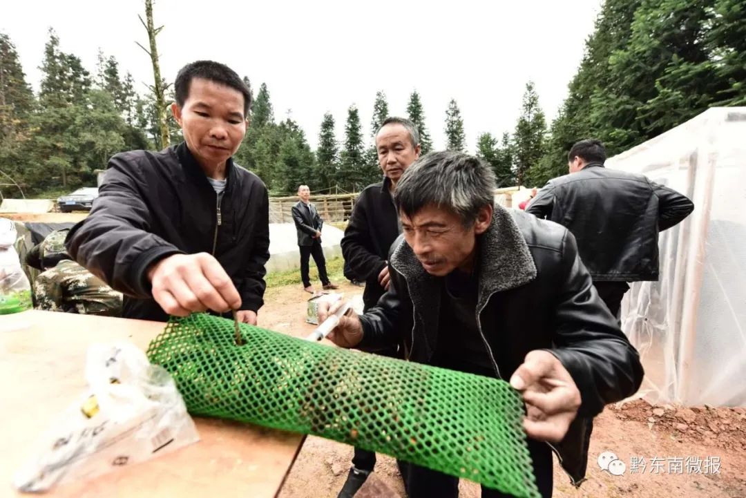 贵州胡蜂养殖技术_贵州养殖技术胡蜂基地在哪_贵州养蜂视频