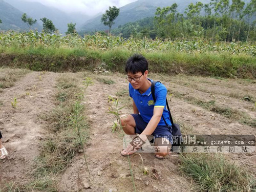 全州县蕉江瑶族乡：打造桂北最大中药材生产基地 助力脱贫攻坚