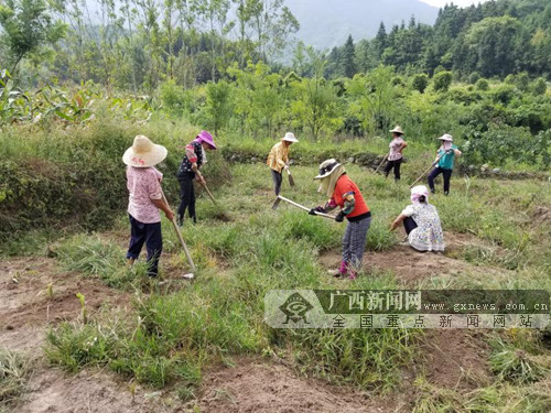 广西农业草药种植致富项目_广西种植药材_广西种植什么药材最赚钱