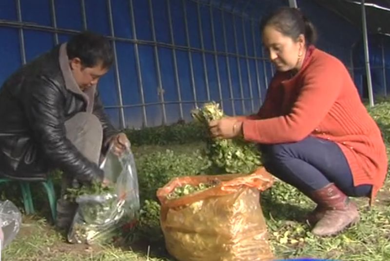 芫荽种植技术要点_大芫荽种植技术_种植芫荽技术大全图片