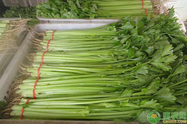 水芹菜种植技术管理，这4点要求一定要做好！-图片版权归惠农网所有