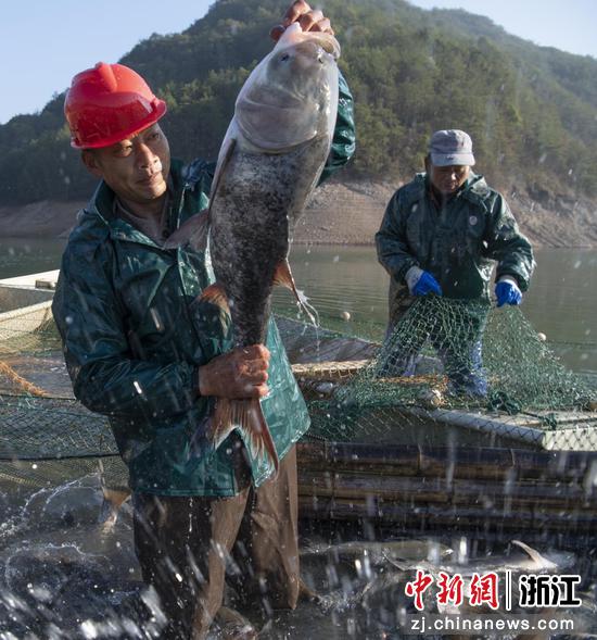 “水库鱼”丰收 时宽兵供图