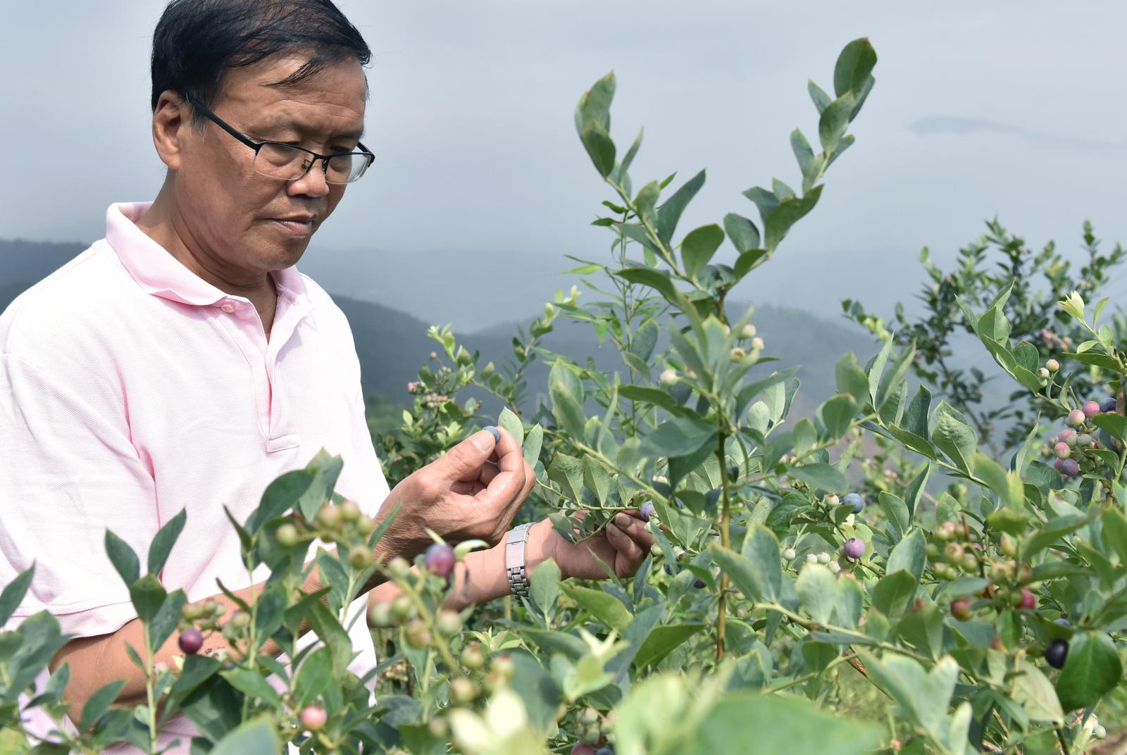 生财有道蓝莓种植视频_致富经蓝莓种植_致富经 蓝莓