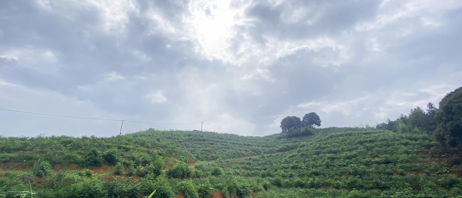 生财有道蓝莓种植视频_致富经蓝莓种植_致富经 蓝莓