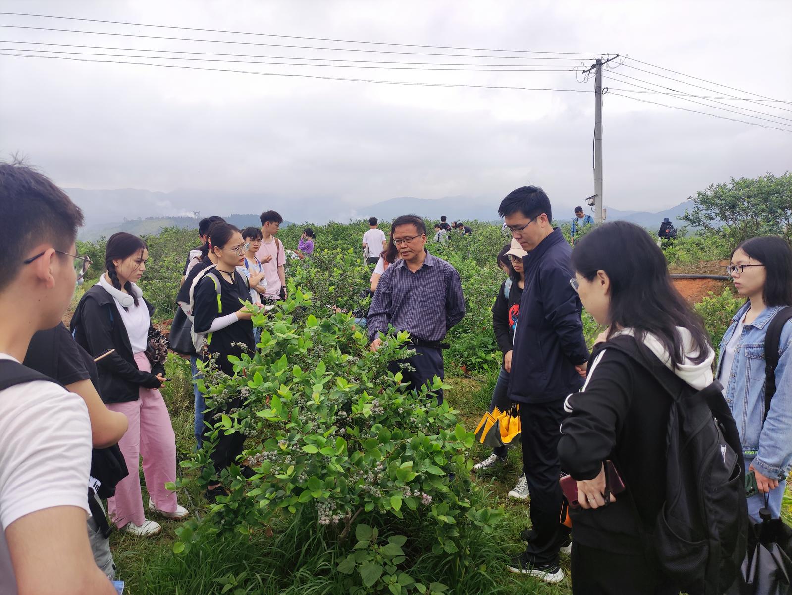 致富经蓝莓种植_生财有道蓝莓种植视频_致富经 蓝莓