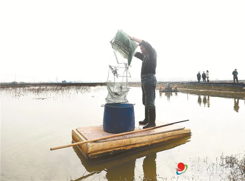 虾藕共生种植技术要点_藕虾共生种植技术_藕田养虾