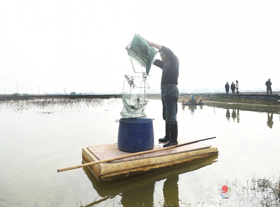 藕虾共生种植技术_藕田养虾_虾藕共生种植技术要点