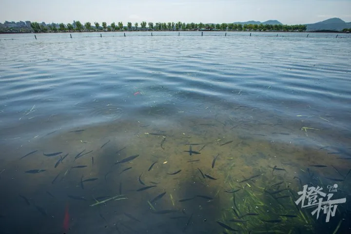 小型水库养殖花鲢_水库花鲢养殖技术_水库养殖花白鲢