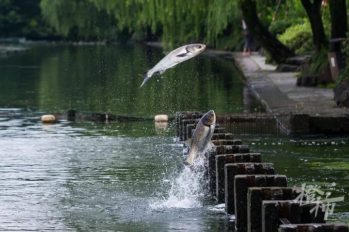 水库花鲢养殖技术_小型水库养殖花鲢_水库养殖花白鲢