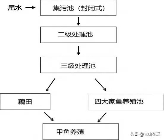 想养出又大又好的甲鱼？掌握这些水质调控技巧！