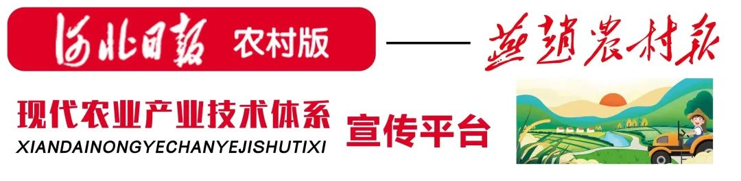 杂粮杂豆团队优质夏谷岗赴武安进行谷子播种技术指导