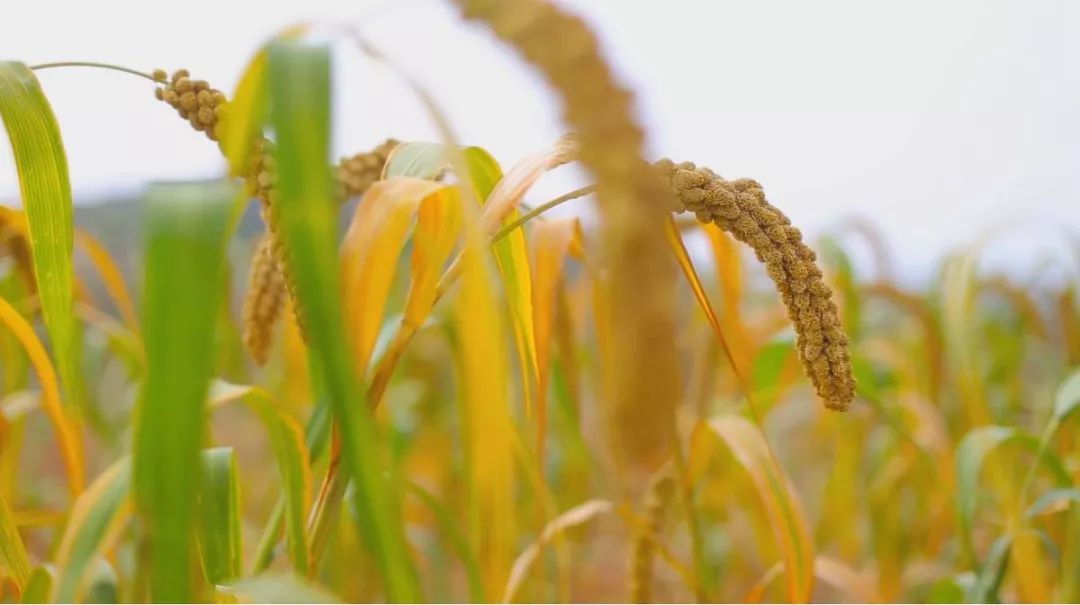 视频种植谷子技术要求_视频种植谷子技术教程_视频谷子的种植技术