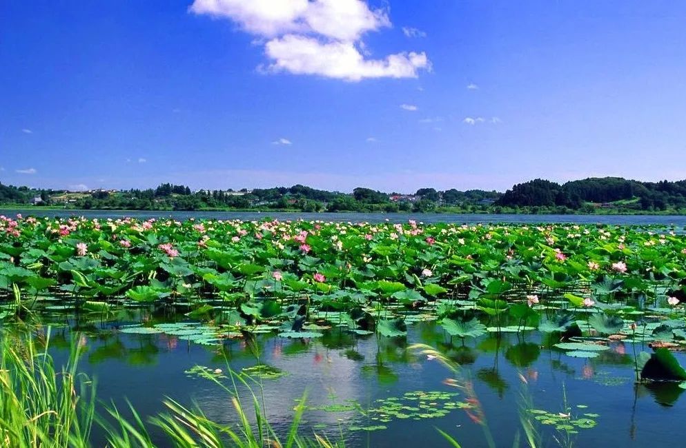 湖北渔业养殖致富_湖北养殖鱼基地_湖北渔业养殖基地