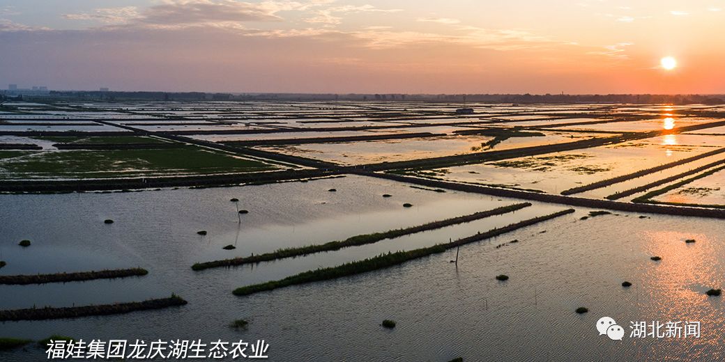 湖北渔业养殖致富_湖北养殖鱼基地_湖北渔业养殖基地