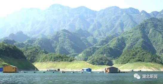 湖北渔业养殖致富_湖北渔业养殖基地_湖北养殖鱼基地