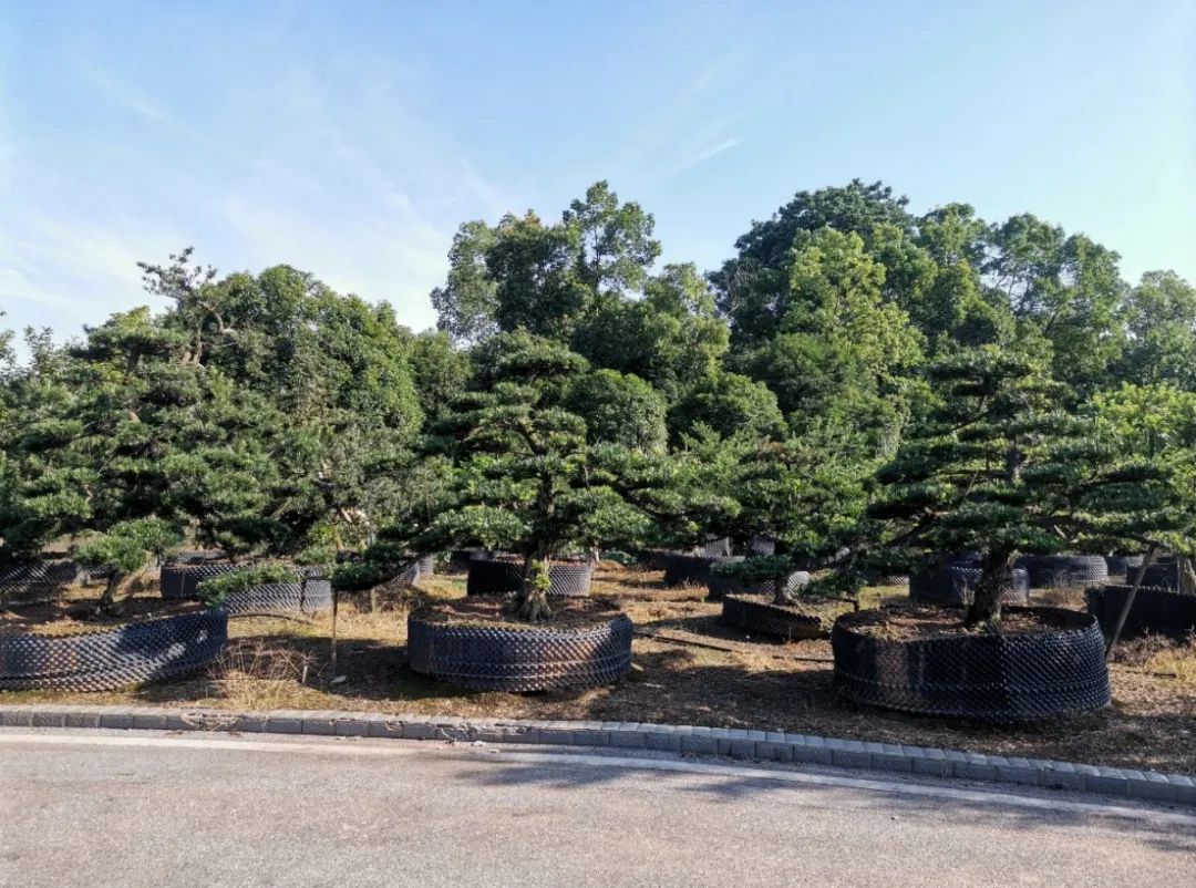 种树致富经_致富经种树的创业项目_一个人如何种植致富树