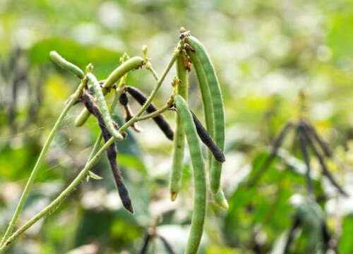 绿豆牙种植技术_绿豆牙种植技术与管理_绿豆牙种植法