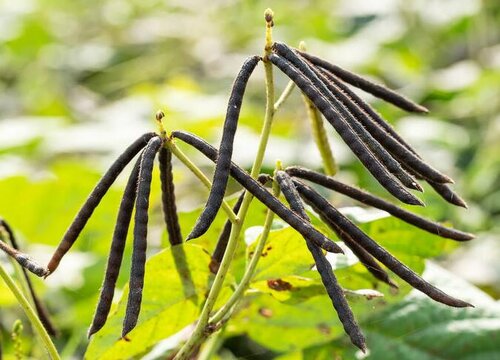 绿豆牙种植法_绿豆牙种植技术与管理_绿豆牙种植技术