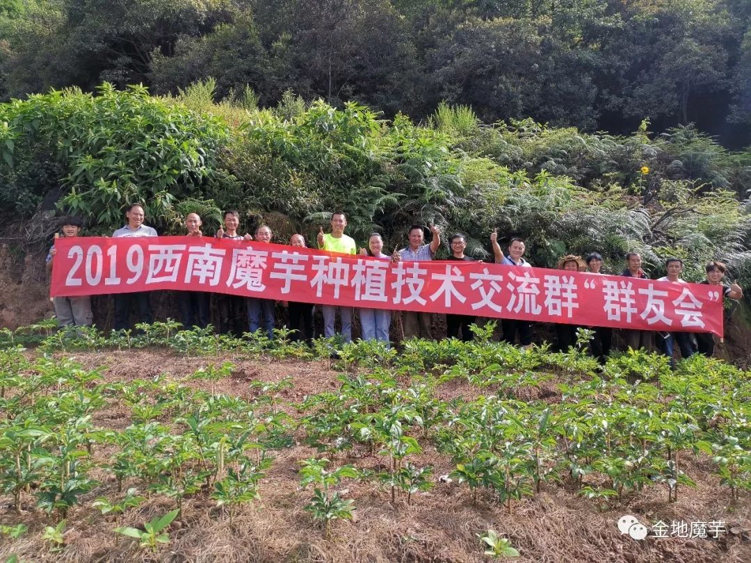 “马蜂王”叮在魔芋上