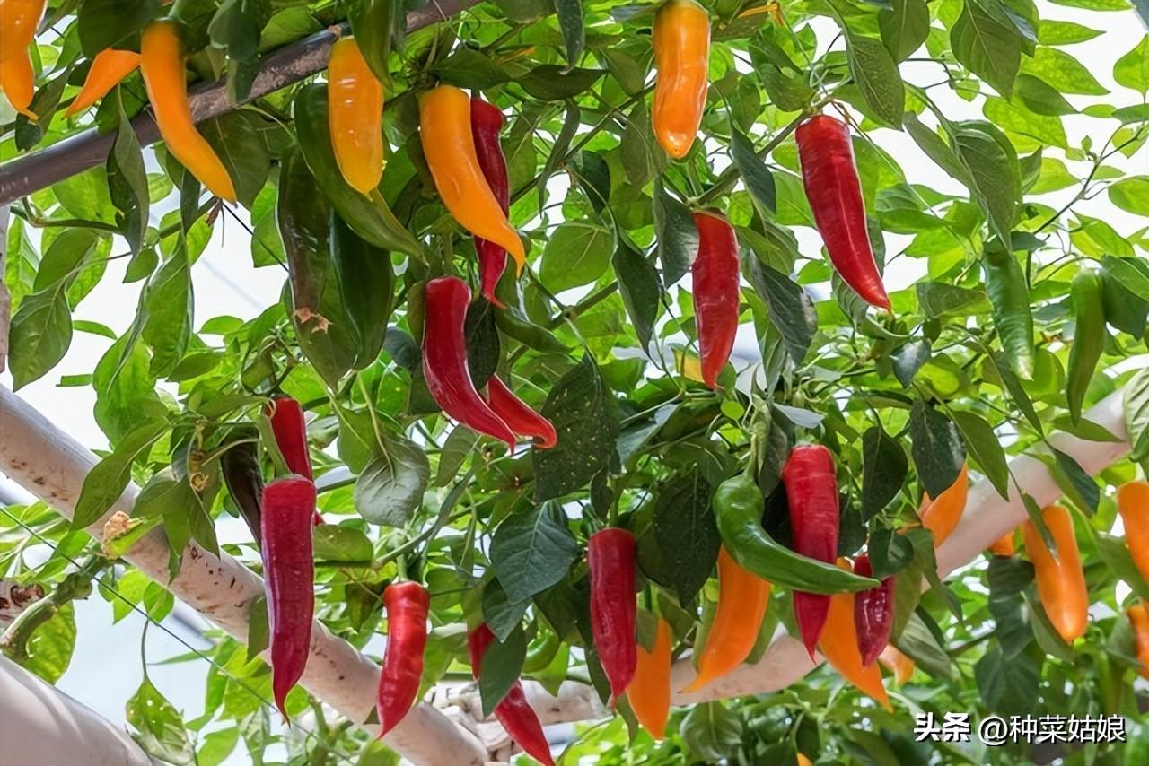 辣椒种植技术要点_冬季辣椒种植技术_种植辣椒技术