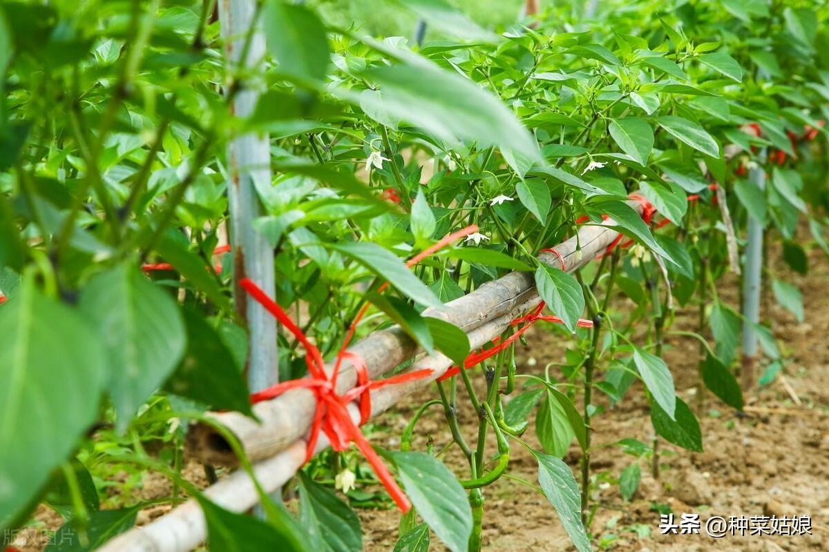 种植辣椒技术_冬季辣椒种植技术_辣椒种植技术要点