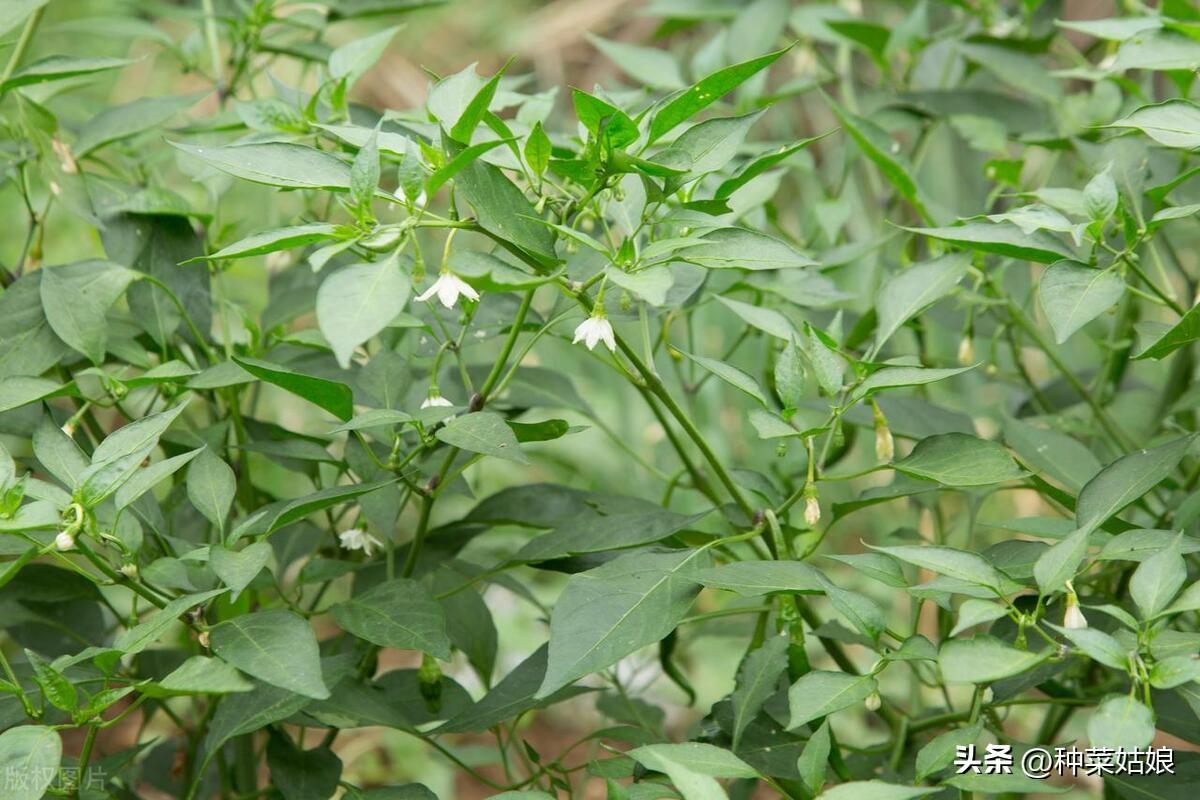 辣椒种植技术要点_冬季辣椒种植技术_种植辣椒技术