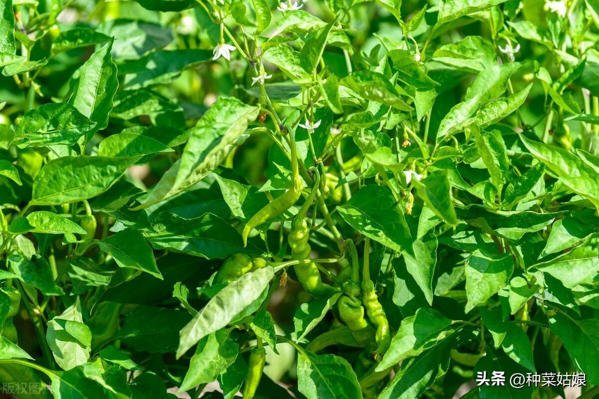 种植辣椒技术_辣椒种植技术要点_冬季辣椒种植技术