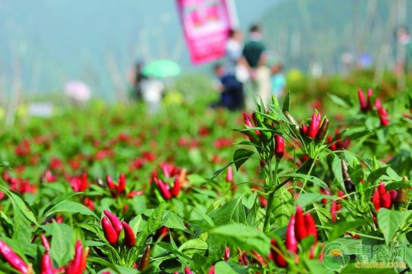 辣椒种植技术与管理_冬季辣椒种植技术_种植辣椒技术