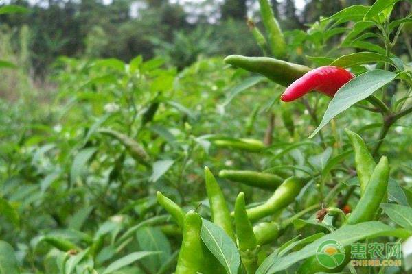 种植辣椒技术_冬季辣椒种植技术_辣椒种植技术与管理