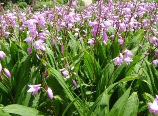 猪苓种植的技术要点_2015猪苓种植新技术_猪苓种植技术视频