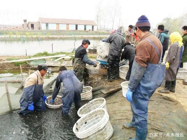 养殖泥鳅成本和利润_泥鳅养殖技术与成本_养泥鳅的成本和经济效益