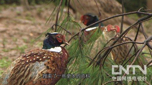 致富经野猪_致富经野猪养殖_2018致富经养野猪