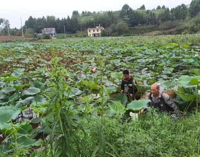 致富经养殖虾_养殖虾致富视频_养虾致富经视频