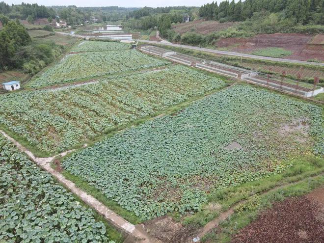 养殖虾致富视频_养虾致富经视频_致富经养殖虾