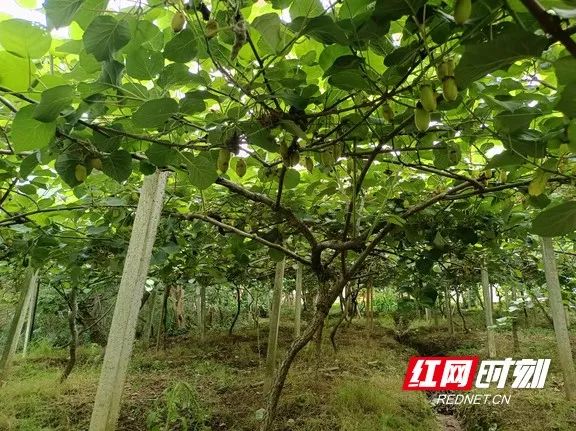 湘西种植什么赚钱_致富湘西种植果树视频_湘西种植致富果